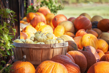 Wall Mural - White mini pumpkins in a wood basket on a sunny fall day in the garden. Basket surrounded by pumpkins. Autumn harvesting concept.