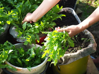 picking fresh leaves of arugula in the garden