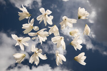 Abstract Art Of White Magnolia Flowers Against Blue Sky On Mirror