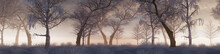 Snow Covered Trees Create Beautiful Winter Woodland Banner. Seasonal Concept.