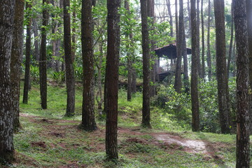 Fototapeta forest in the morning