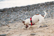 active healthy dog,pet on the beach playing in the sand with a sea stone,happy jack russell terrier