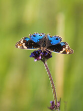 Junonia Orithya Butterfly