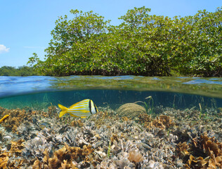 Wall Mural - Mangrove in the sea with coral reef underwater, split level view over and under water surface in the Caribbean sea