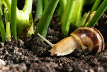 The Beautiful Garden Snail Helix Pomatia Crawls On The Ground In The Grass.
