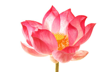 Wall Mural - lotus flower