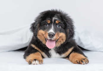 Poster - Happy Bernese mountain dog puppy lying on a bed under white blanket at home