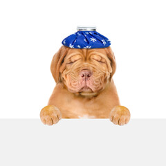 Poster - Unhapy sick puppy with ice bag on his head above empty white banner. Isolated on white background