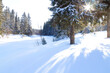 Beautiful winter landscape with snowdrifts and sun in coniferous forest 
