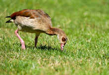 Egyptian Goose On A Meadow. Alopochen Aegyptiaca. Wild Bird In Natural Environment.
