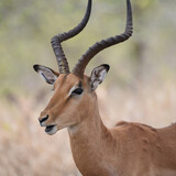 Fototapeta Sawanna - Only the Impala ram carries the long, graceful, lyrate horns