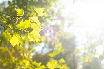 Wall Mural - Green leaves green maple tree and sun light