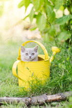 Katzenkinder Im Garten In Gießkanne