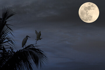 Wall Mural - The silhouette of an egret perched on the branches of a coconut tree at dusk with the moon rising.