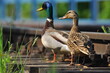 Mallard Duck. A pair of birds, male and female, sitting on the railroad tracks between the rails. On the river, near the bridge and the river.