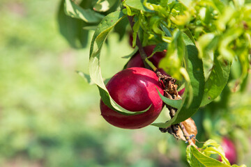 Wall Mural - sweet nectarines on tree image