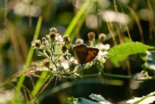 FU 2021-07-23 Remagen 202 Auf Der Brombeerranke Sitzt Ein Schmetterling