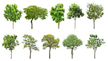 Collection Trees And Bonsai Green Leaves And Some With Yellow Flowers. 
Total 10 Trees. (png)