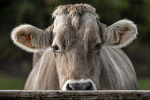 Closeup Of Cow Looking Over Fence Directly Into Camera, Swiss Brown