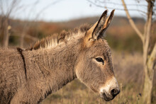 Donkey, Side-view Portrait Of Little Young Grey Donkey, Equus Asinus