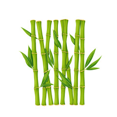  Bamboo branch with leaves vector illustration. Cartoon isolated vertical stalks with fresh green foliage on stem, grass plant from bamboo grove or garden, tropical summer and zen traditional symbol