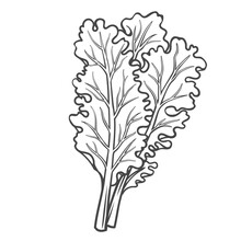 Curly Kale Outline Icon Vector Illustration. Hand Drawn Line Sketch Of Leaf Cabbage With Edible Leaves, Organic Fresh Leaf Vegetable And Kale Plant, Vitamin Food Ingredient For Cooking Natural Dish