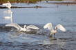 Bewick's or tundra swans landing on the water. They migrate from North Russia to spend the winter in the UK.