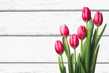 Canvas Print - Pink tulip flowers isolated on wood. White wooden background. Flowers isolated on desk board. Womens day texture. Valentines day pattern. Empty copy space.