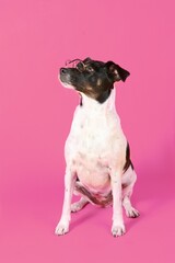 Wall Mural - Sitting dog with glasses isolated on pink  background 