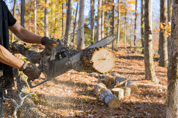 Poster - Following a violent storm, a municipal worker cuts down a broken tree in forest