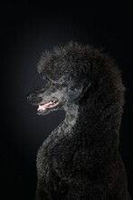 Portrait Of Black Royal Poodle Isolated On Black Background 