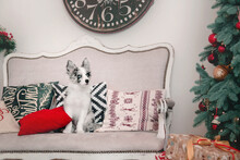 Border Collie Puppy In Christmas Decorations. Beautiful Dog, Holidays, New Year, Christmas.
