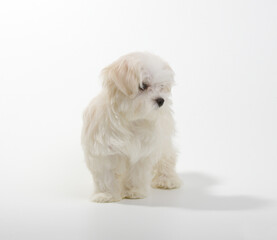 Wall Mural - Puppy Maltese lapdog isolated on white background.