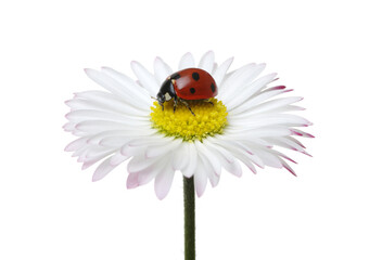 Wall Mural - ladybug on a white flower