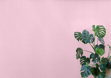 Monstera Plant Pink Background With Space For Text