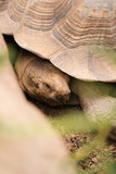 żółw w klatce w zoo
