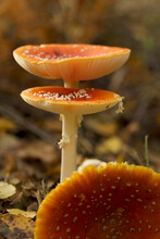 A Pair Of Fly Agaric Mushrooms