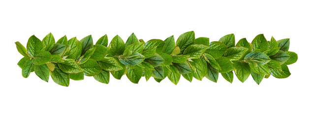 Wall Mural - green leaves in natural line garland isolated on white or transparent background