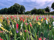 View of a field with blooming colourful gladiolus flowers in vibrant red, pink, yellow and white colors in sunset time