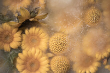 Closeup Of Frozen Yellow Sun Flowers And Gerbera In Ice, Water And Milk