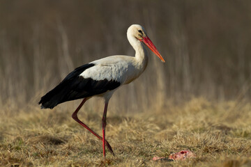 Wall Mural - Bird White Stork Ciconia ciconia hunting time summer in Poland Europe