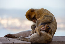 Mother And Baby Monkey, Barbary Macaque At Rock Of Gibraltar, UK. City And Sea In Background.