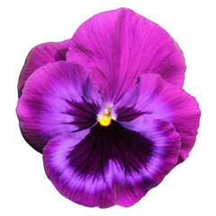 
A cut out close up of a single pansy flower. Transparent background. The flower is purple