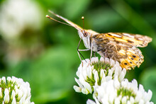 Close-up Photo Of A Painted Lady Butterfly Or Also Known As Vanessa Cardui