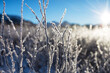 canvas print picture - Frozen meadow