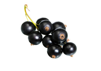 Poster - Black currant on white.