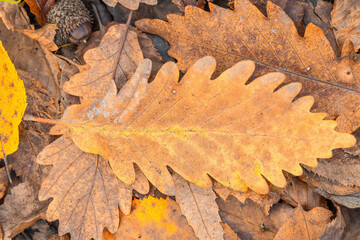 Wall Mural - Yellow autumn leaf close up