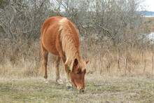 Wild Horse Feeding On The Grasses That Grow On Assateague Island, During The Winter Season, Worcester County, Maryland.