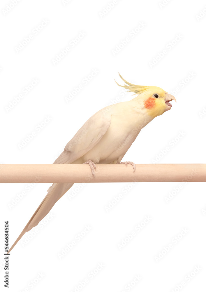 Pet parrot cockatiel with a yellow crest and red cheeks opened his beak and stretches his tongue to take something in his mouth isolated on a white background. Concept of animal care. Feeding birds. P