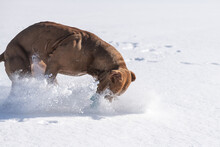 A Beautiful Purebred Pit Bull Terrier Is Playing On A Snowy Field.
